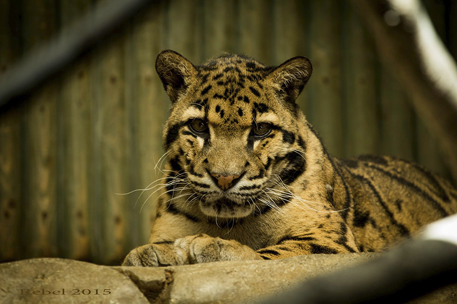 10631140_767674933329870_3935790116798573931_o