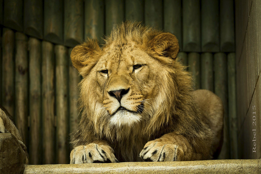 10687315_767674849996545_6034590708095225924_o