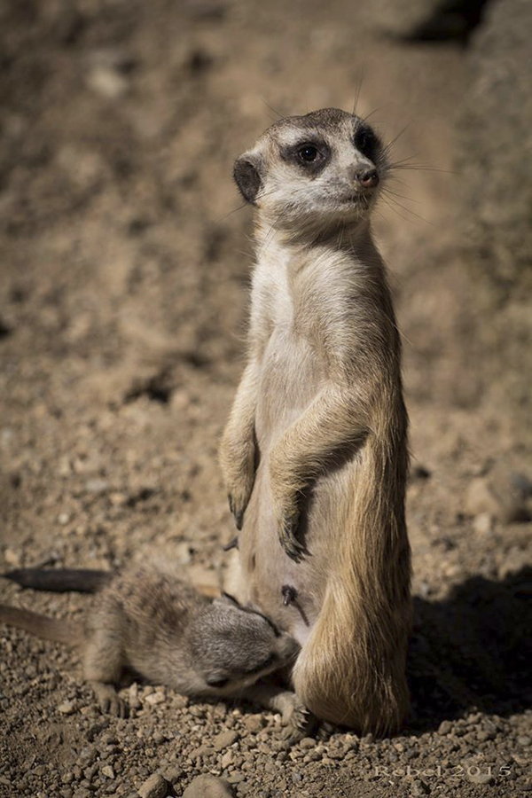 11064759_767675136663183_6030007661433230314_o