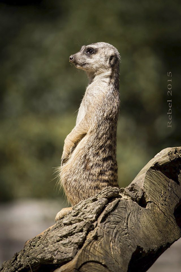 11169644_767675103329853_5812312733846692703_o