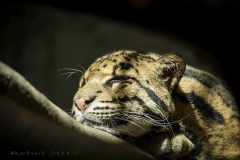 11130383_767675023329861_211251375071807495_o