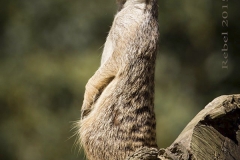 11169644_767675103329853_5812312733846692703_o