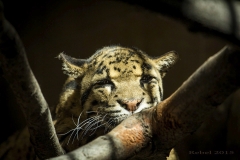 11181229_767675013329862_4624891335868007700_o